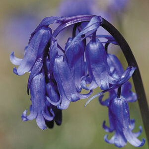Kings Seeds Wild Flower Bluebell