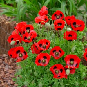 Kings Seeds Poppy Ladybird