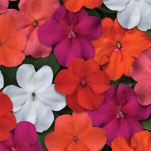 Kings Seeds Impatiens Beacon Select Mixed F1