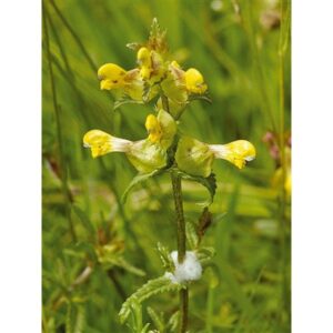 Kings Seeds Wild Flower Yellow Rattle