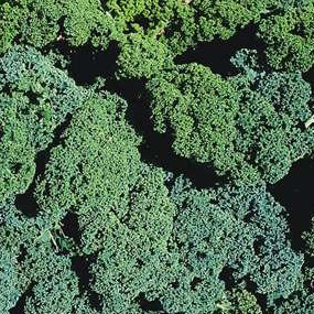 Kings Seeds Kale Wingerbor F1