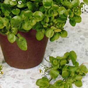 Kings Seeds Land Cress (American)