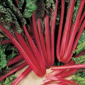 Kings Seeds Leaf Beet Rhubarb Chard RHS AGM