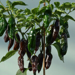 Kings Seeds Pepper Chilli Machu Pichu