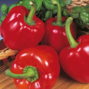 Kings Seeds Pepper Sweet Beauty Bell F1