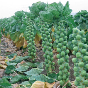 Kings Seeds Brussels Sprout Brendan F1