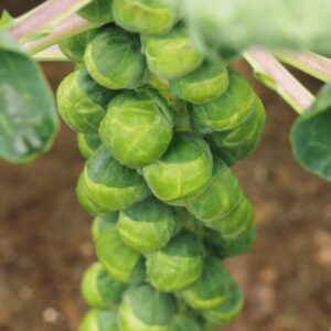 Kings Seeds Brussels Sprout Crispis F1