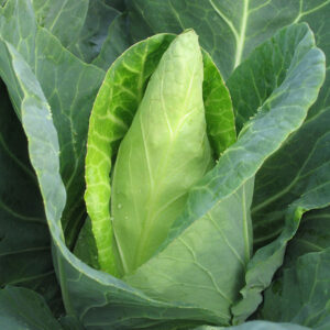 Kings Seeds Cabbage Caraflex