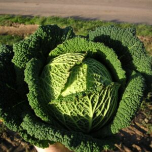 Kings Seeds Cabbage Savoy Resolution F1