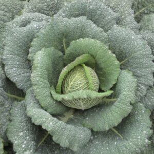 Kings Seeds Cabbage Savoy Wintessa F1