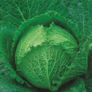 Kings Seeds Cabbage Tundra F1 RHS AGM