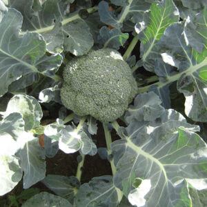 Kings Seeds Calabrese Marathon F1