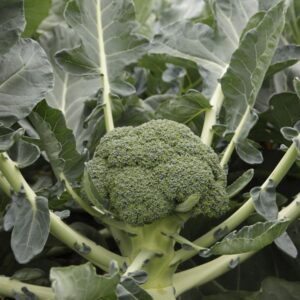 Kings Seeds Calabrese Monclano F1