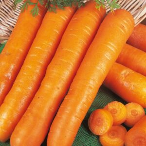 Kings Seeds Carrot Early Nantes 2