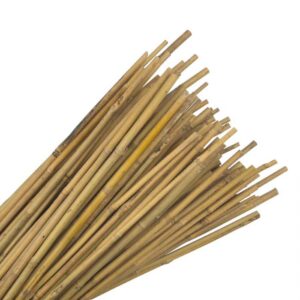 Bamboo Cane 3 foot