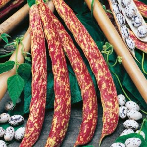 Kings Seeds Climbing French Bean Barlotta Di Fuoco