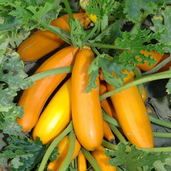 Kings Seeds Courgette Antena Polka F1