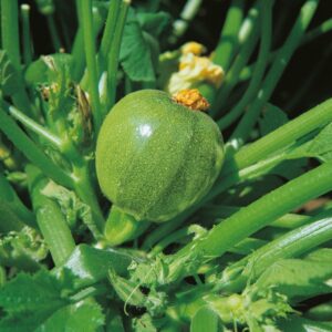 Kings Seeds Courgette Tondo Di Nizza