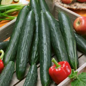Kings Seeds Cucumber Burpless Tasty Green F1