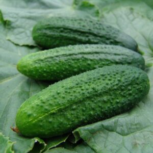 Kings Seeds Cucumber Partner F1