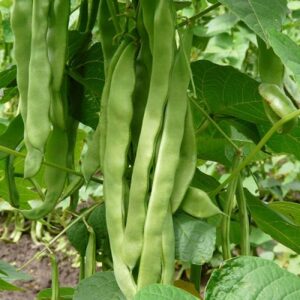 Kings Seeds Climbing French Bean Hunter