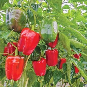 Pepper California wonder  (sweet) 9cm