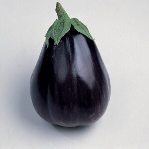Aubergine Black Beauty 9cm