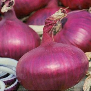 Onion Set Red Winter