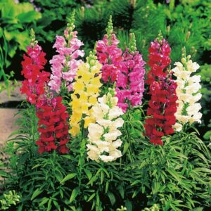 Kings Seeds Antirrhinum Snap Happy