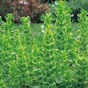 Kings Seeds Bells of Ireland