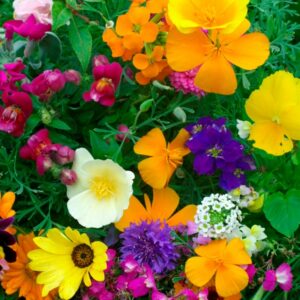 Kings Seeds Hardy Annuals Dwarf Mixed