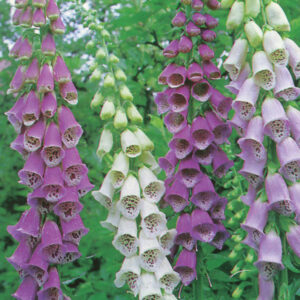 Kings Seeds Foxglove Excelsior Mixed