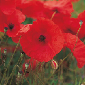 Kings Seeds Wild Flower Poppy Field