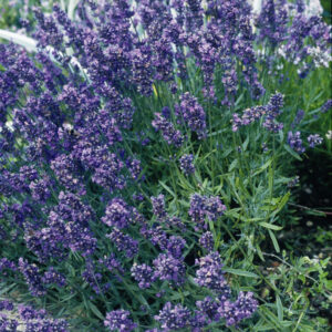 Kings Seeds Lavender Munstead Dwarf