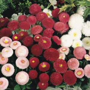 Kings Seeds Bellis Tasso Mixed