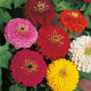 Kings Seeds Zinnia Dahlia Flowered Mixed