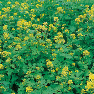 Green manure Mustard White loose