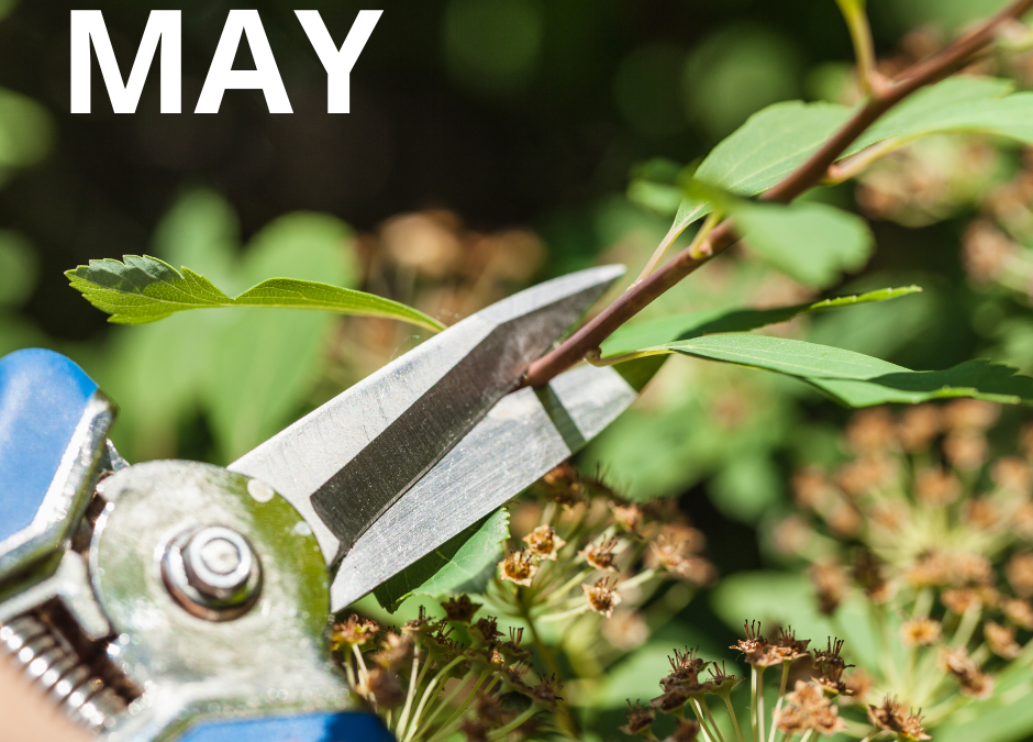May is a blooming good time to be in the garden