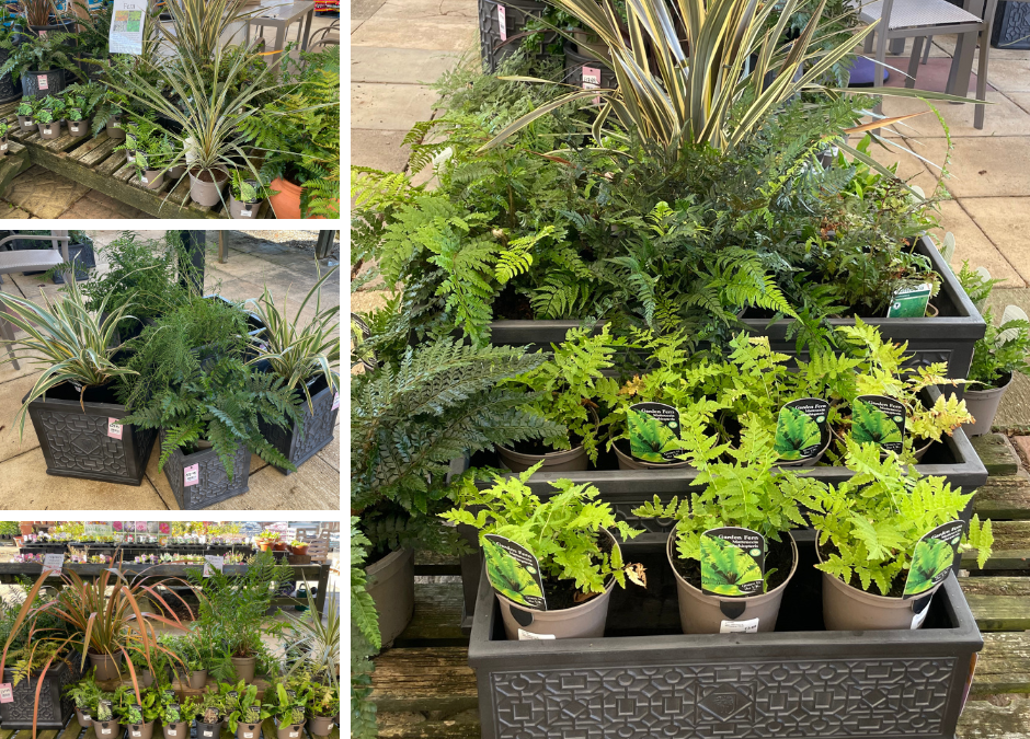 Mastering the Art of Fern Care: Your Garden’s Green Elegance