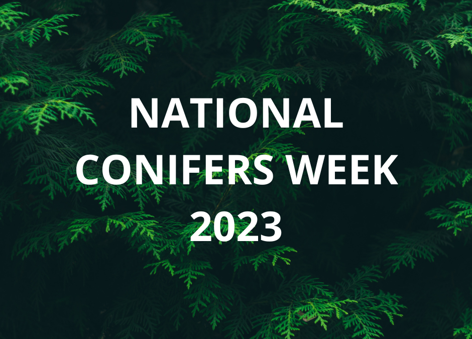 Embrace the evergreen elegance of Conifers