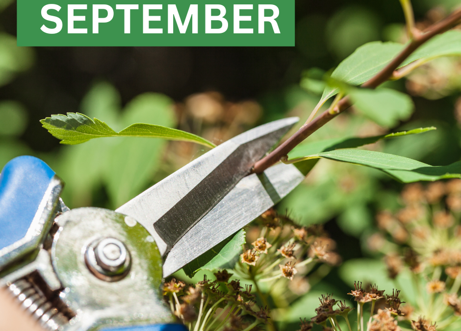 September Gardening Jobs: Prepare for autumn