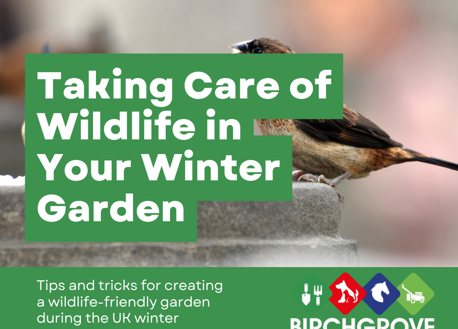 Taking care of wildlife in your winter garden