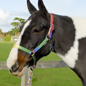 Rainbow Headcollar with Lead Rope Set Cob