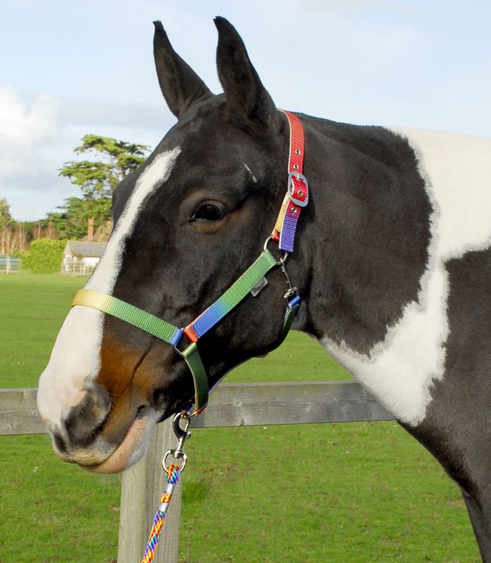 Rainbow Headcollar with Lead Rope Set Cob