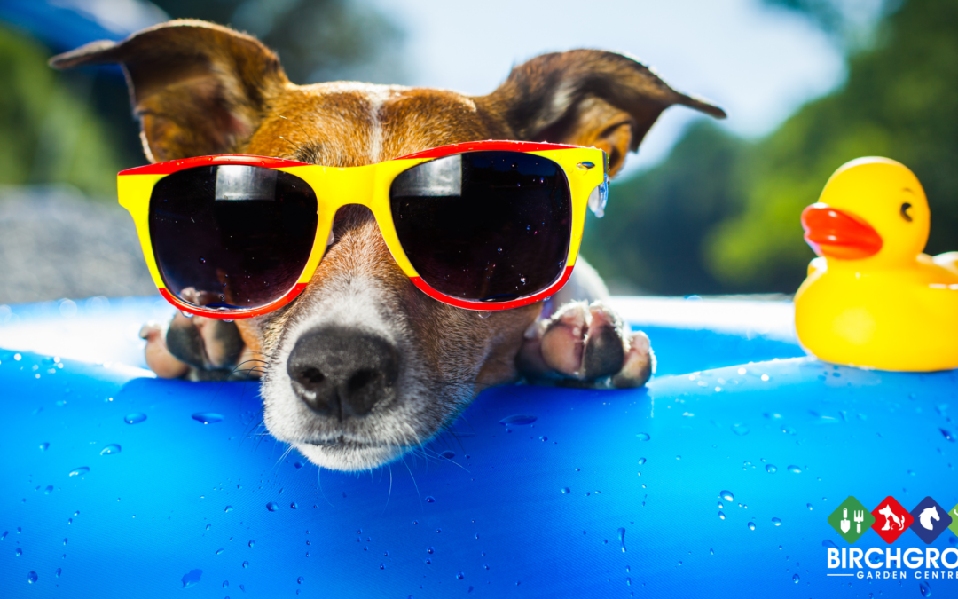 Keeping Dogs Cool in Hot Weather: Essential Tips and Travel Preparations