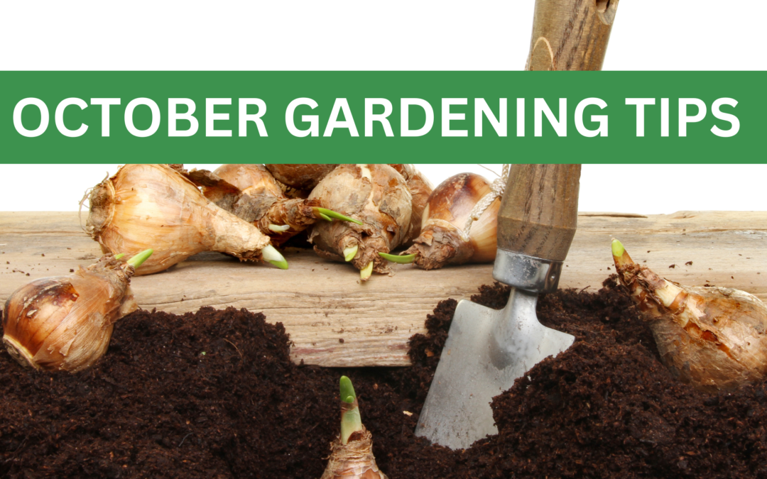 October Gardening Tips: Preparing Your Garden for Winter