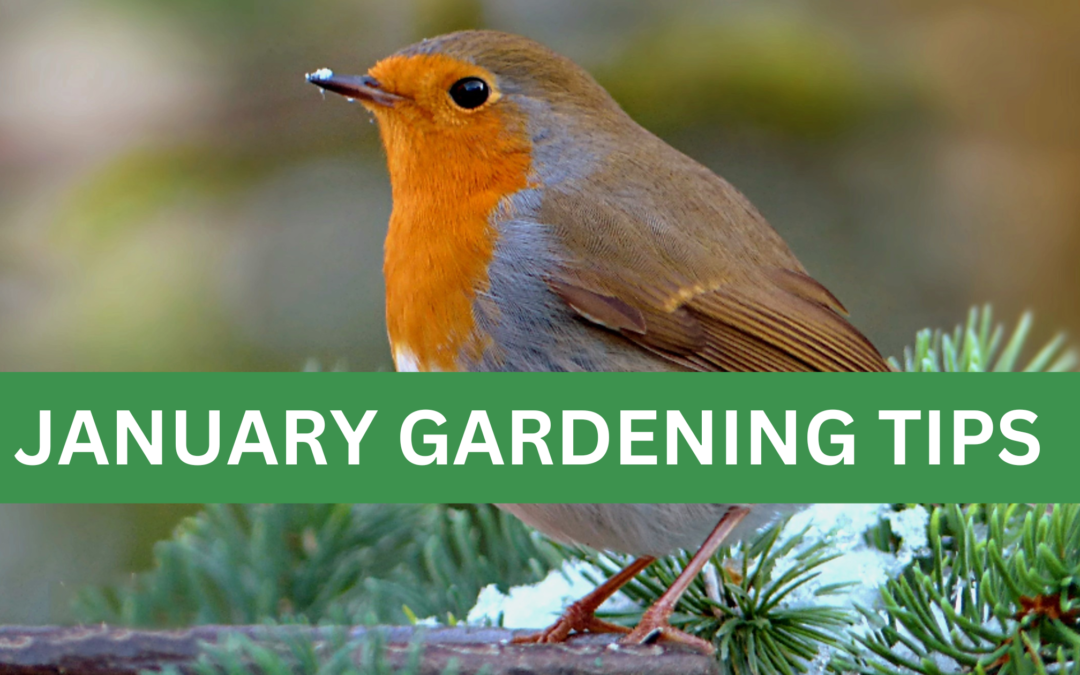 January Gardening Guide: Preparing for a Thriving Year Ahead