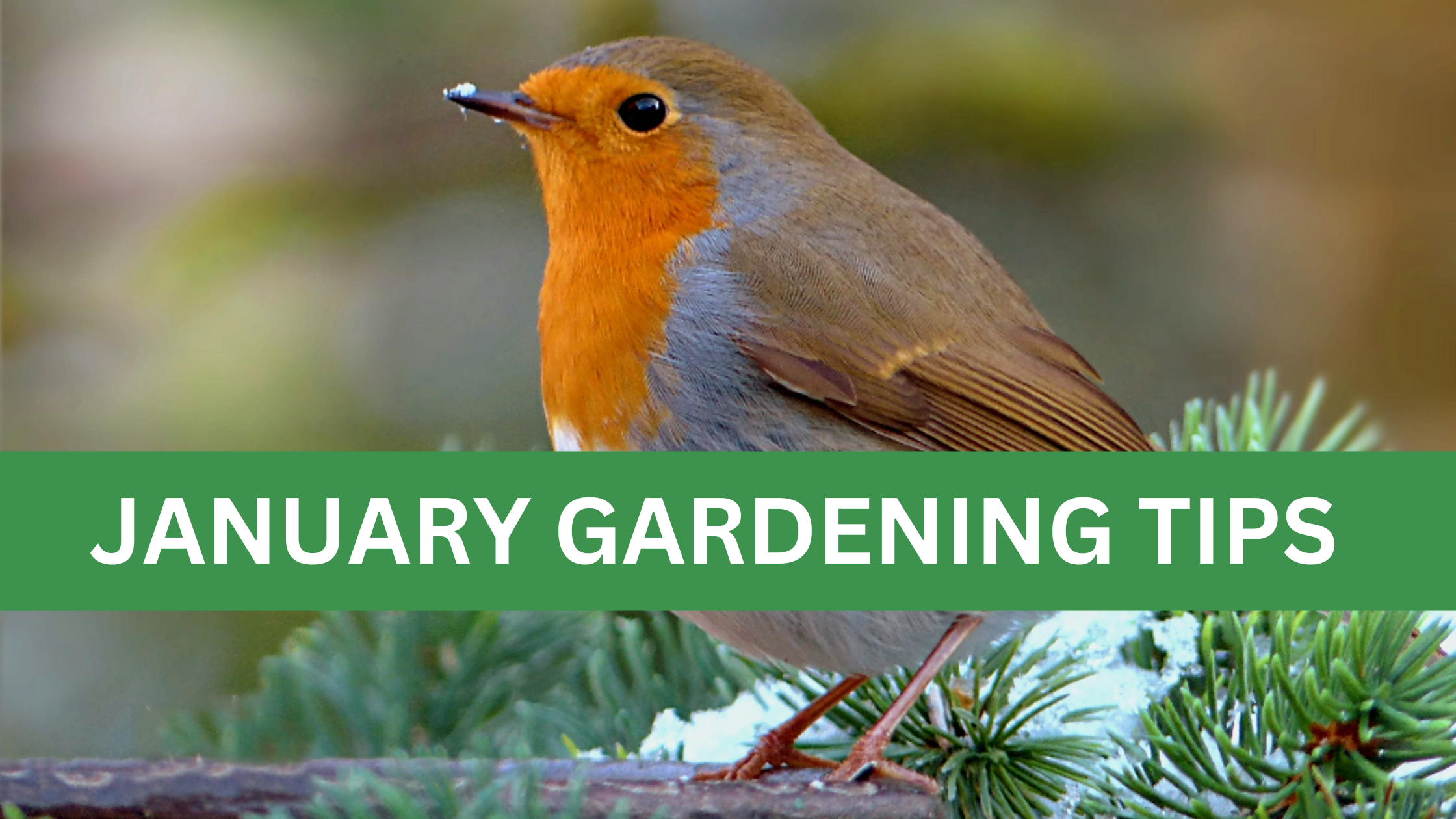 January gardening blog