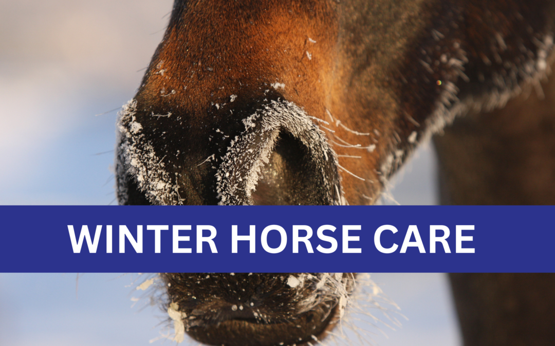 Winter Horse Care: Top Tips for January