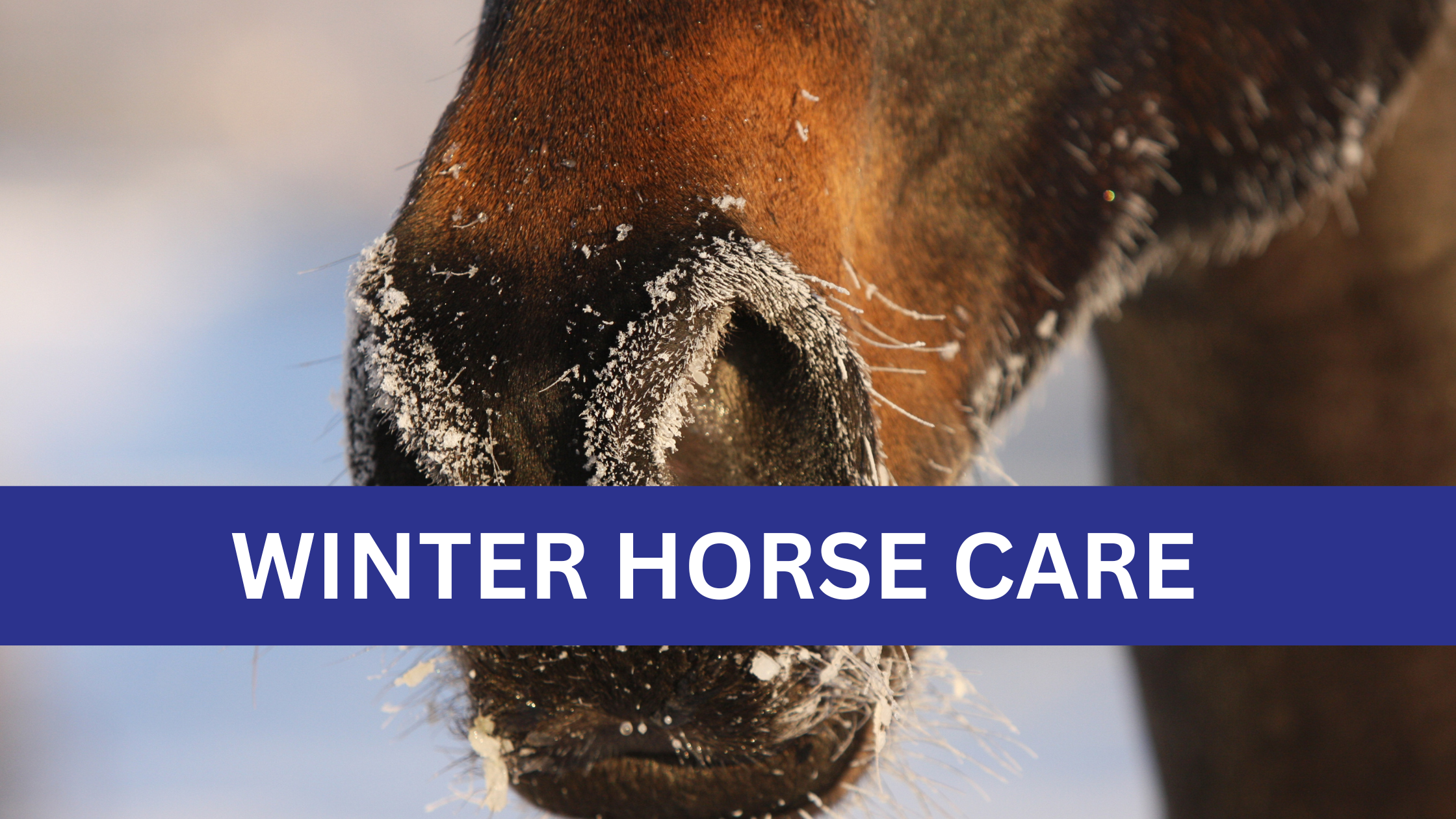 Winter Horse Care: Top Tips for January